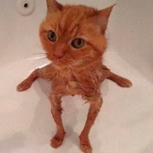 Meet your Posher, Dani